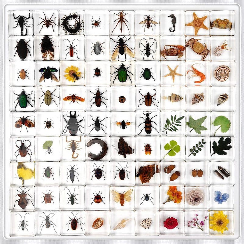 Speciment 13 Resin Specimen Insect - Etsy