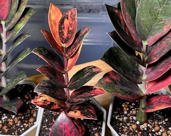 Homalomena Black Velvet - Araceae Plant (beautiful Velvet Homalomena Black Velvet - Araceae Plant (beautiful Velvet