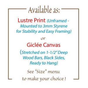 May include: Text within a brown frame that reads "Available as:" followed by two options for purchasing prints: "Lustre Print (Unframed - Mounted to 3mm Styrene for Stability and Easy Framing)" or "Gicl&eacute;e Canvas (Stretched on 1-1/2" Deep Wood Bars, Black Sides, Ready to Hang)". The text concludes with "See "Size" menu to make your choice!"