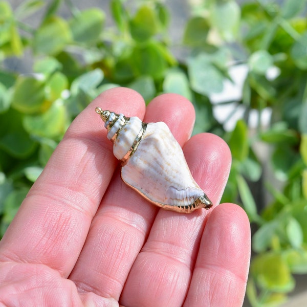 5   Seashell Hermit Crab Shell with Gold Trim Charms GC6720