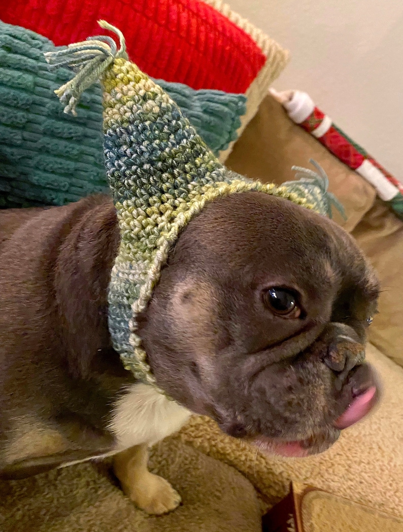 May include: A brown and white French bulldog wearing a green, yellow, and blue crocheted party hat.