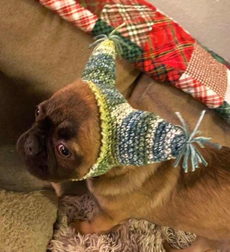 May include: A brown and tan pug wearing a green, blue, and white knitted hat with a fuzzy blue pom-pom.