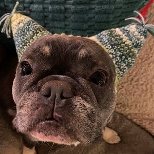 May include: A close-up of a French bulldog wearing a green, white, and blue knitted hat with a tassel. The dog is looking directly at the camera with a curious expression.