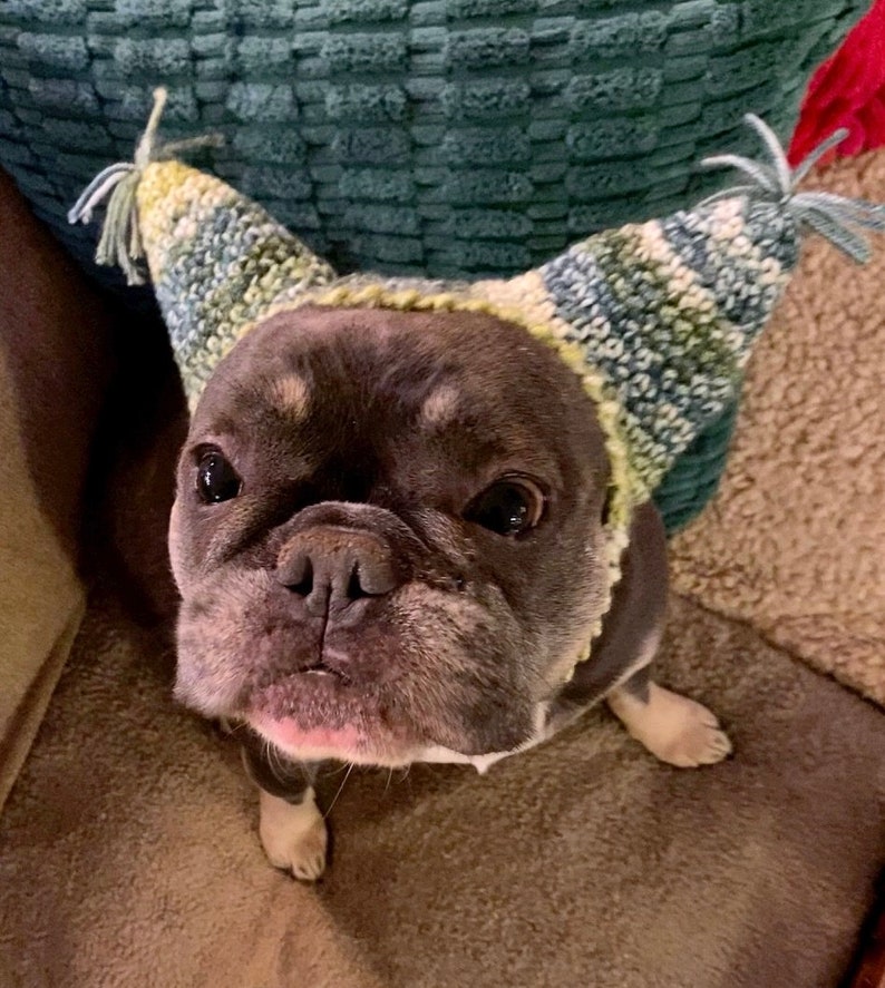 May include: A French bulldog wearing a green, blue, and yellow knitted hat with a pointy top. The dog is looking directly at the camera with a serious expression.