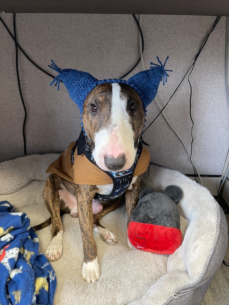 May include: A brown and white bull terrier dog wearing a blue knitted hat with ear flaps and a brown vest. The dog is sitting in a gray dog bed with a red and black plush toy.
