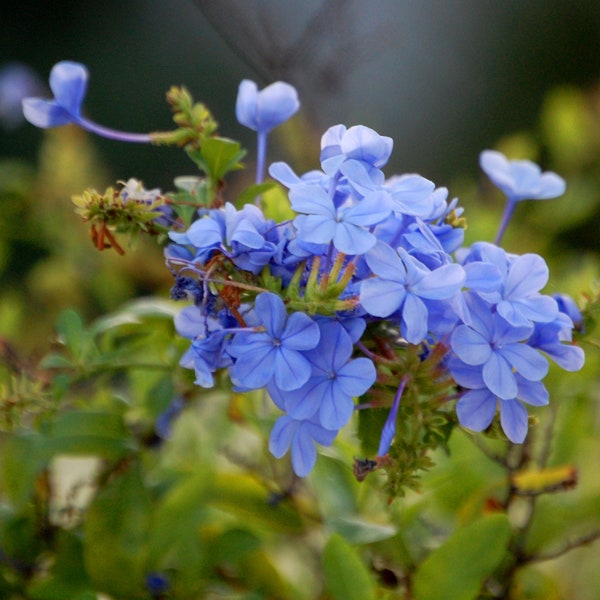 8 x 8 Wood Mounted Take My Breath - Purple Flower - Nature - Plumbago - Fine Art Photograph by Kelly Warren