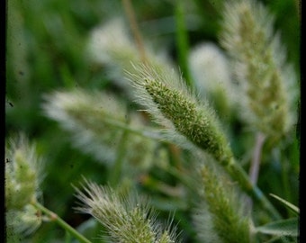 6 x 6 Wood Mounted Eye of the Beholder - Seed Pod - Green Grass - Fine Art Photograph by Kelly Warren