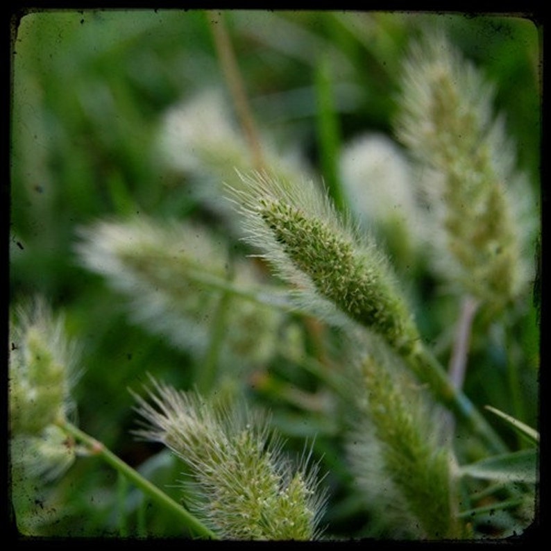 Eye of the Beholder Seed Pod Green Grass Fine Art Photograph by Kelly Warren image 1