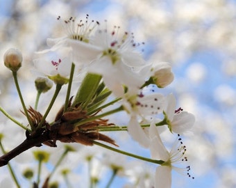 Spring - White Flower Buds - White Flower Blossoms - Bradford Pear Tree - Fine Art Photograph by Kelly Warren