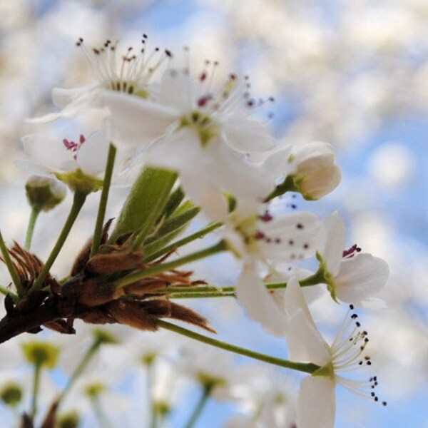 Spring - White Flower Buds - White Flower Blossoms - Bradford Pear Tree - Fine Art Photograph by Kelly Warren