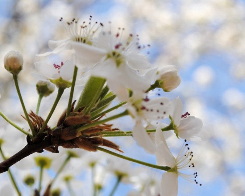 Spring White Flower Buds White Flower Blossoms Bradford Pear Tree Fine