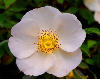 8 x 8 Wood Mounted Good Morning, Glory - White Flower - White Bloom - Fine Art Photograph by Kelly Warren