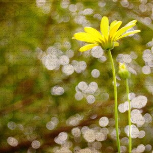 Looking Up Yellow Daisy Single Daisy Daisy Bloom Sky High Fine Art Photograph by Kelly Warren image 1