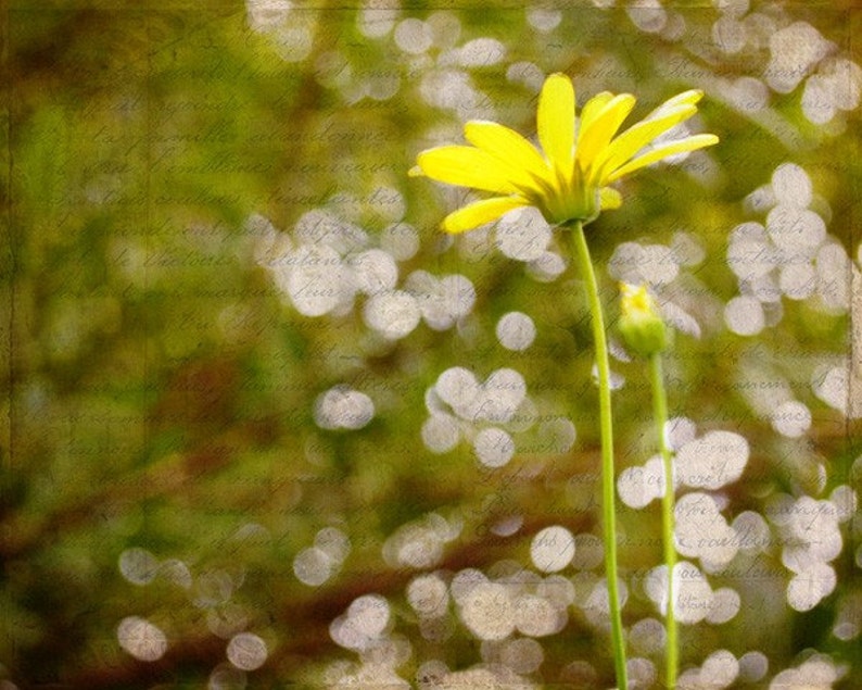 Looking Up Yellow Daisy Single Daisy Daisy Bloom Sky High Fine Art Photograph by Kelly Warren image 1