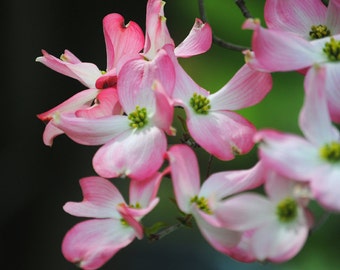 In the Pink - Pink Dogwood - Dogwood Blossoms - Fine Art Photograph by Kelly Warren