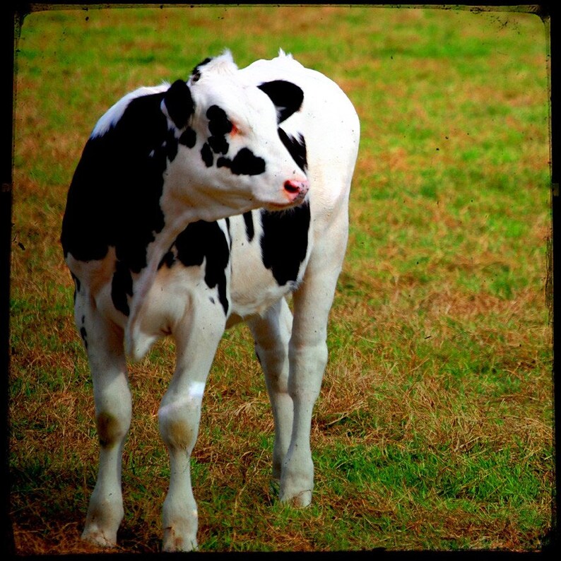 Jillie Cow Photo Cow Art Fine Art Photograph by Kelly Warren image 1