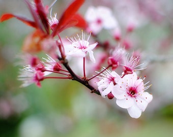 Peeking - Flowering Plum - Pink Flowers - Nature Photography- Fine Art Photograph by Kelly Warren