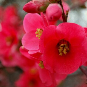 Blush Red Bloom Nature Photography Red Flower Red Buds Fine Art Photograph by Kelly Warren image 1