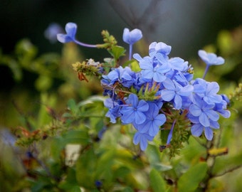 Take My Breath - Plumbago Flower Photo - Nature Photo - Fine Art Photograph by Kelly Warren