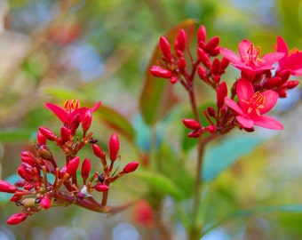Nature Photography - Floral Photography - Red Buds - Red Flowers - Red Blooming Tree - Reaching - Fine Art Photograph by Kelly Warren