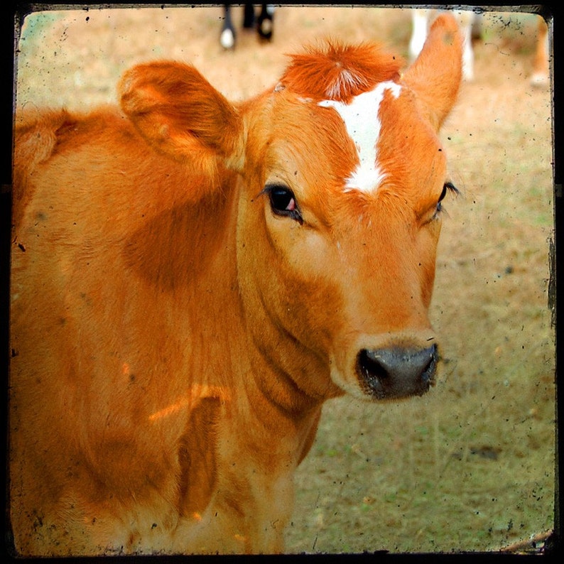 Animal Art Cow Art Farm Art Miss Eleanor Fine Art Photograph by Kelly Warren image 1