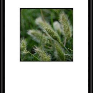 Eye of the Beholder Seed Pod Green Grass Fine Art Photograph by Kelly Warren image 2