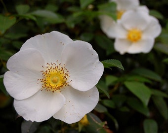 Good Morning, Glory - White Flower - White Bloom - Fine Art Photograph by Kelly Warren