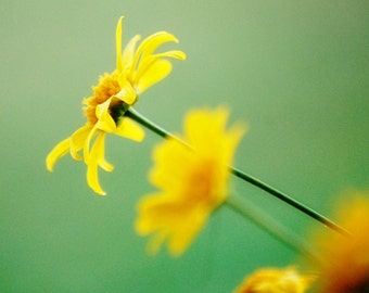 Wild Daisy - Yellow Daisy - Nature Photography - Floral Photography - Yellow and Green - Fine Art Photograph by Kelly Warren