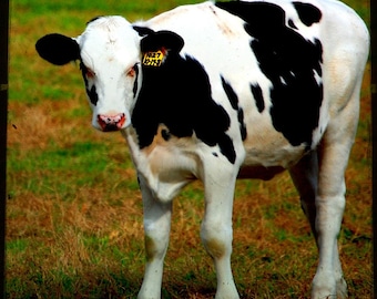 Bess - Cow Art - Cow Photo - On the Farm - Fine Art Photograph by Kelly Warren