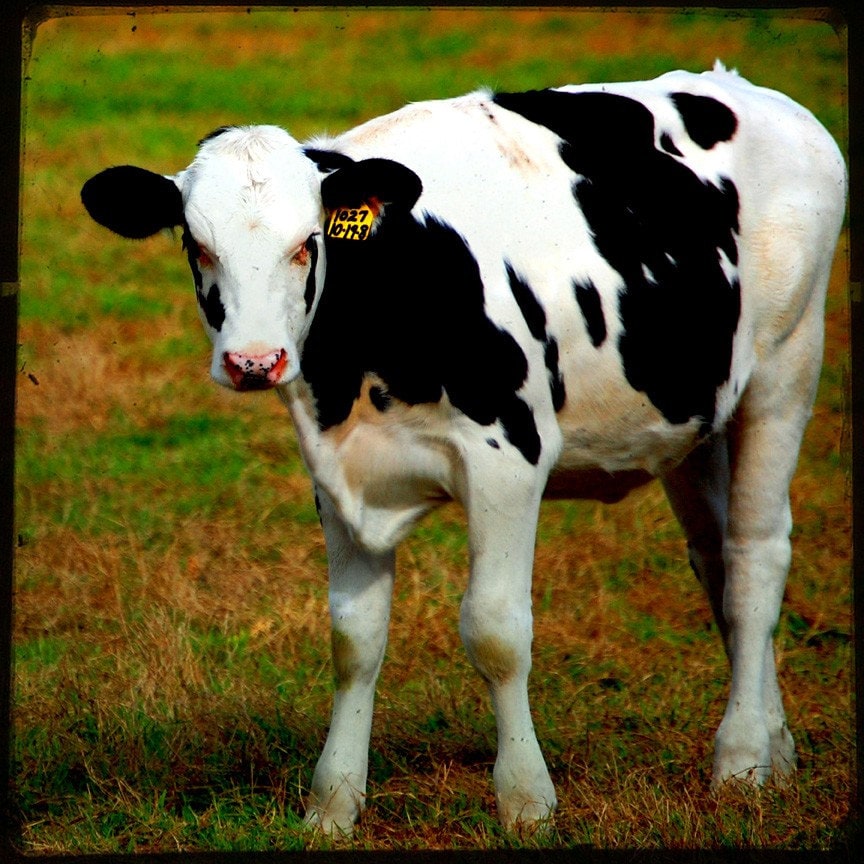 Bess - Cow Art - Cow Photo - On the Farm - Fine Art Photograph by Kelly Warren