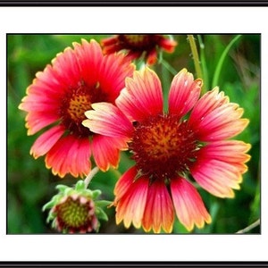 Light My Fire Bright Flowers Photo Nature Photo Fine Art Photograph by Kelly Warren image 2