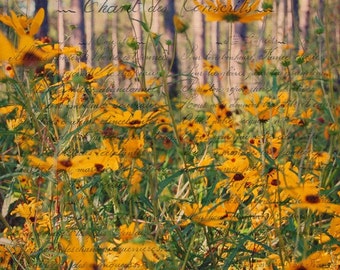 6 x 6 Wood Mounted C'est La Vie Susan - Daisies - Black Eyed Susans Photo - Nature Photography - Fine Art Photography