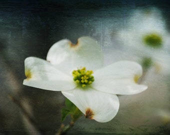 Promise of a New Day - White Dogwood Bloom - Nature - Fine Art Photograph by Kelly Warren