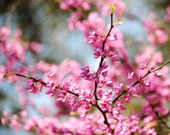 Reaching Skyward - Red Bud Tree - Pink Blossoms - Fine Art Photograph by Kelly Warren