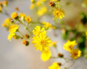 Nag's Head Flowers - Wild Daisy - Yellow Daisy - Yellow and Green - Nature - Fine Art Photograph by Kelly Warren