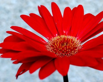 Red Daisy - Nature Photography - Fine Art Photograph