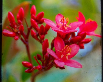 8 x 8 Wood Mounted Breathe - Red Flower - Nature - Red Blossom - Fine Art Photograph by Kelly Warren