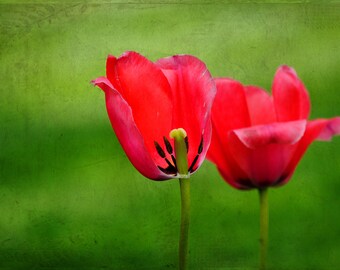Love Blooms - Two Tulips - Red Tulips Blossoms - Fine Art Photograph by Kelly Warren