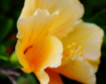 Saying Hello - Yellow Hibiscus - Fine Art Photograph