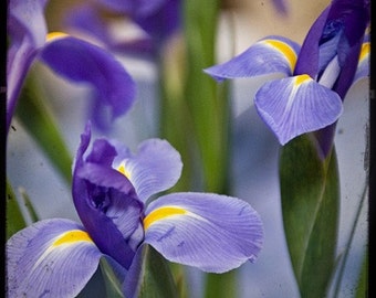Bliss - Nature - Iris Photo - Fine Art Photograph by Kelly Warren