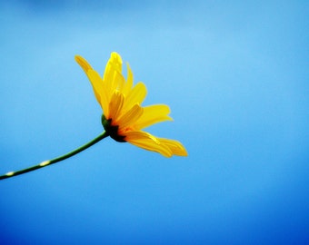 Nature Photography - Floral Photography - Yellow Daisy Bloom - Stretch - Fine Art Photograph by Kelly Warren