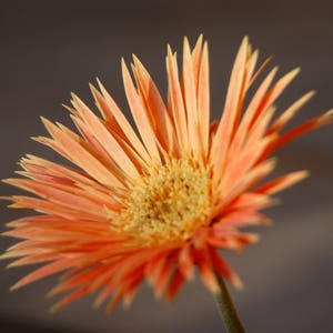 Orange Daisy Daisy Bloom Coming Up Daisies Nature Photography Floral Photography Fine Art Photograph by Kelly Warren image 2