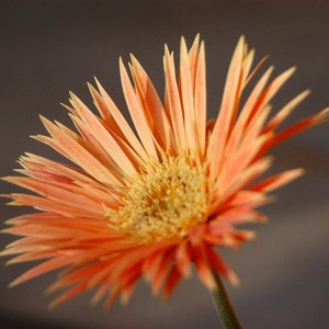 Orange Daisy Daisy Bloom Coming Up Daisies Nature Photography Floral Photography Fine Art Photograph by Kelly Warren image 1