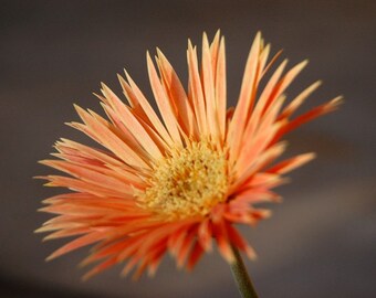 Orange Daisy - Daisy Bloom - Coming Up Daisies - Nature Photography - Floral Photography - Fine Art Photograph by Kelly Warren