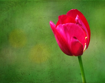Fairfax Tulip - Red Tulip - Single Tulip Blossom - Fine Art Photograph by Kelly Warren