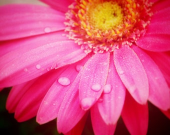 Pink Daisy - Water Droplets - Nature - Fine Art Photograph by Kelly Warren