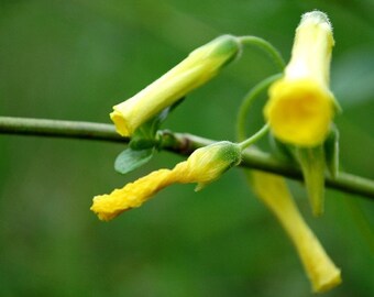 Awakening - Yellow Flower - Daffodil - Nature - Fine Art Photograph by Kelly Warren