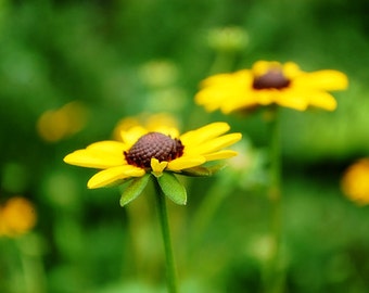 Nature Photography - Floral Photography - Brown Eyed Susan - Yellow Daisy - Smile - Fine Art Photograph by Kelly Warren