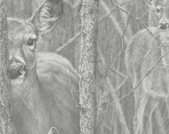 Autumn Wariness, Whitetail Deer Drawing of two Does in the Forest, Wildlife Animal Prints, Fine Art Graphite Drawings