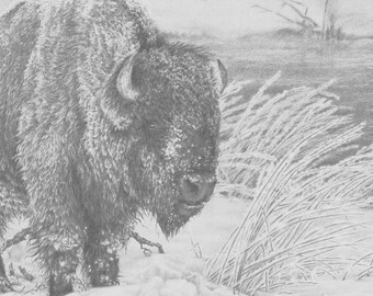 Bison/Buffalo Drawing &quot;Cloaked in Silence&quot;, Wildlife Animal Prints, Fine Art Graphite Drawings